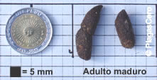 Comparativa de tamaño de excretas - Rata Noruega