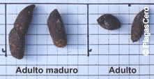 Comparativa Excretas - Rata Noruega